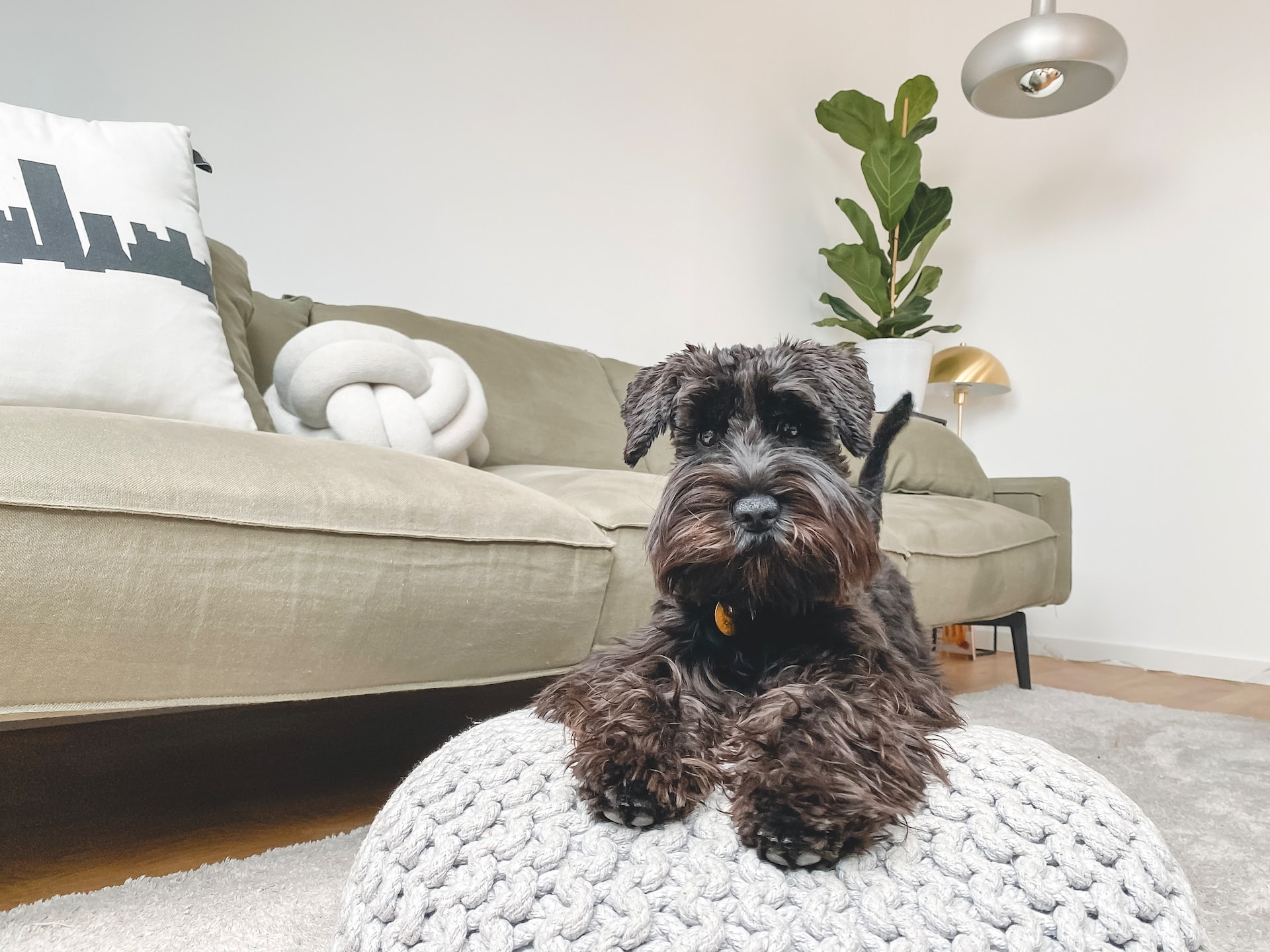 black long coated small dog on white and gray checkered armchair